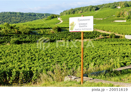 grand cru vineyards of Echezeaux, Burgundy, France 20051619