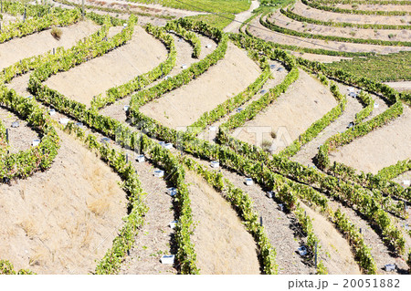 vineyars in Douro Valley, Portugal 20051882
