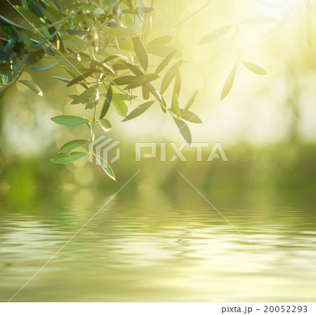 Olive tree with leaves 20052293