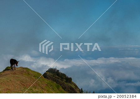 Brown Donkey standing on mountain above the clouds 20052384