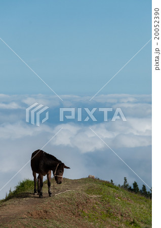 Brown Donkey standing on mountain above the clouds 20052390