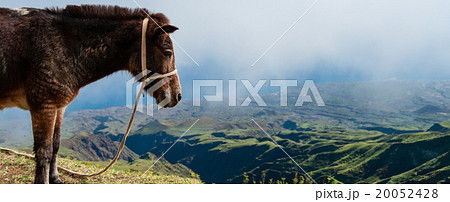 Closeup Donkey standing sideways on mountain 20052428