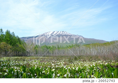 春の夢見平と水芭蕉の群生 春の夢見平と水芭蕉の群生 20052743
