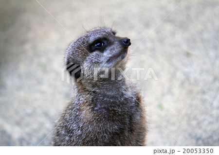 ミーアキャット ミーアキャット 20053350