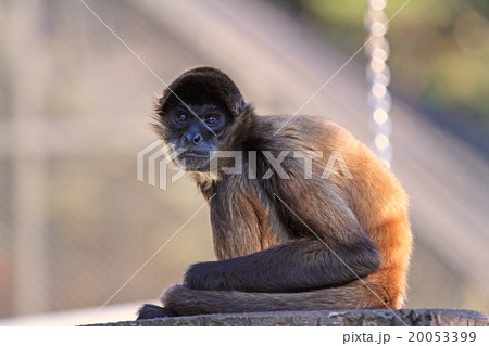 ジェフロイクモザル 20053399