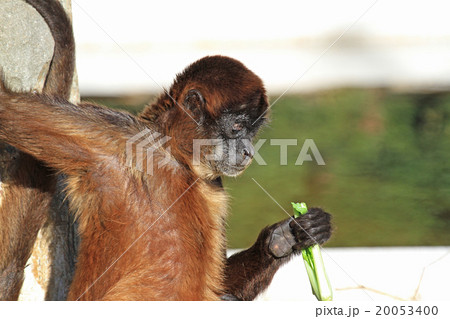 ジェフロイクモザル 20053400