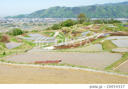 田植えの季節を迎えた姨捨の棚田 20054337