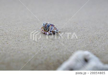 西表島　月ヶ浜のヤドカリ 20054805