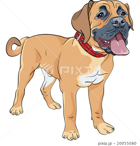 vector sketch dog Boerboel breed vector sketch dog Boerboel breed 20055080