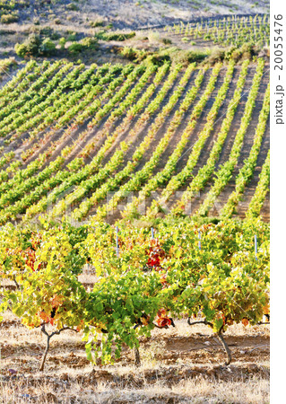 vineyars near Tautavel,Languedoc-Roussillon,France vineyars near Tautavel,Languedoc-Roussillon,France 20055476