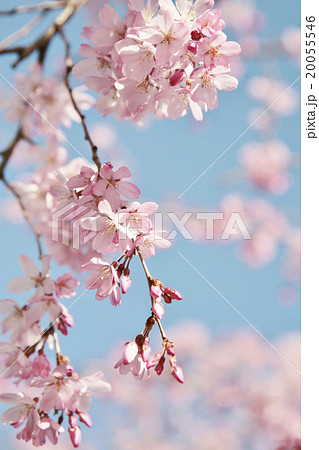 美しい紅枝垂れ桜と青空 20055546