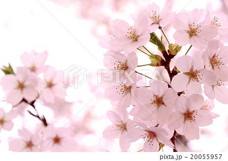 桜 20055957