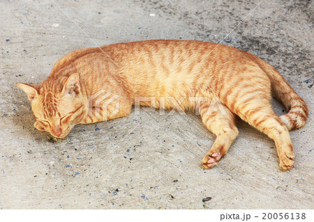 Cat sleeping crouch on the floor. Cat sleeping crouch on the floor. 20056138