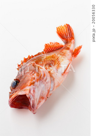 アラカブ 20056330