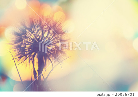 Dandelion 20056701