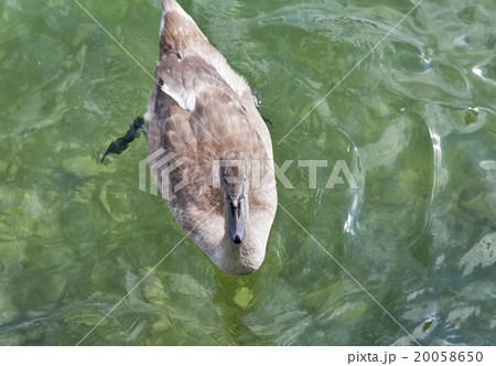 Beautiful gray baby swan floating on water closeup 20058650