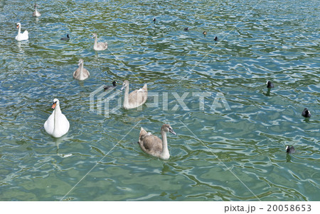 Wild birds feeding on Alpine lake Mondsee, Austria 20058653