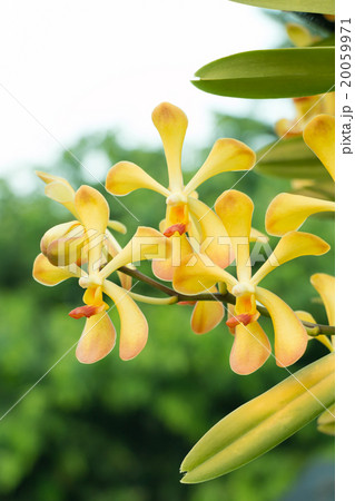 Yellow Orchid Yellow Orchid 20059971