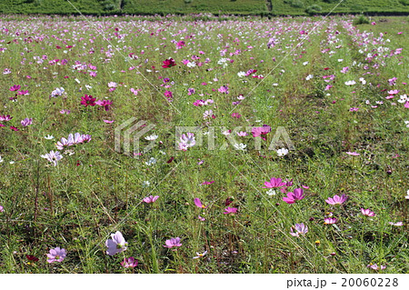 コスモスの花 コスモスの花 20060228