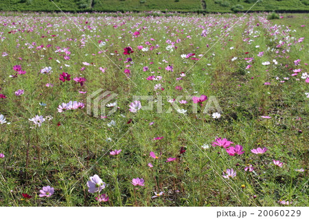 コスモスの花 20060229