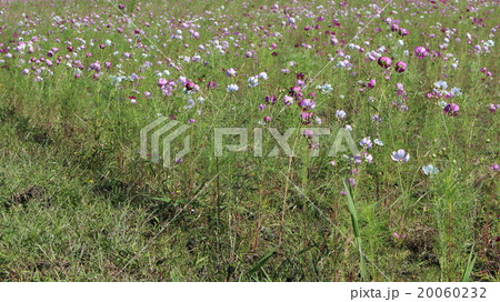 コスモスの花 20060232