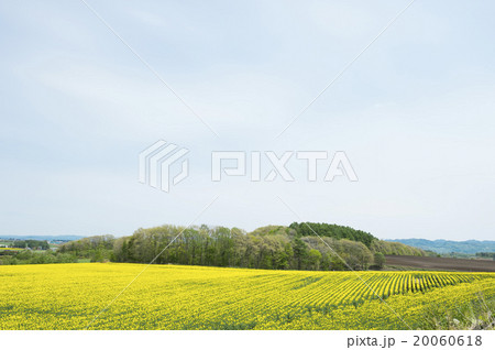 菜の花畑 20060618