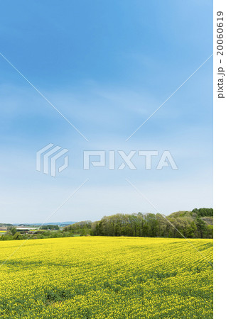 菜の花畑 20060619