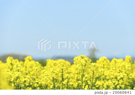 菜の花畑 20060641