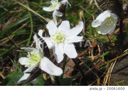 キクザキイチゲの花 20061600