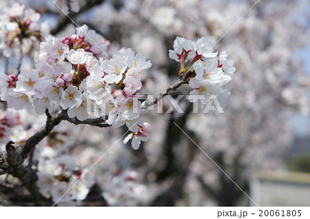 桜 20061805