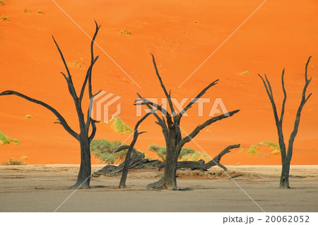 ナミブ砂漠 20062052