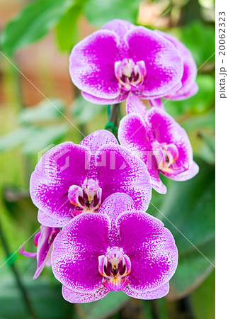 Purple streaked orchid flower 20062323