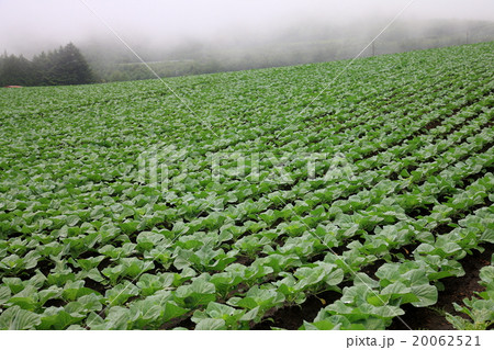 高原キャベツ【群馬県嬬恋村】 20062521