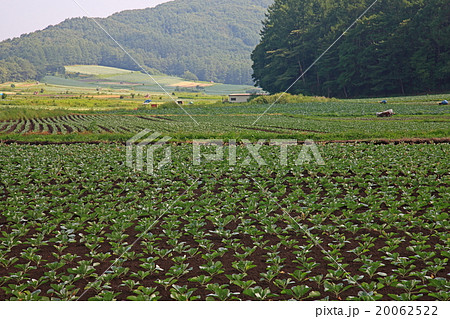 高原キャベツ【群馬県嬬恋村】 20062522