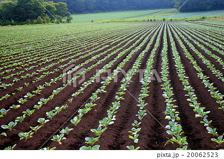 高原キャベツ【群馬県嬬恋村】 20062523
