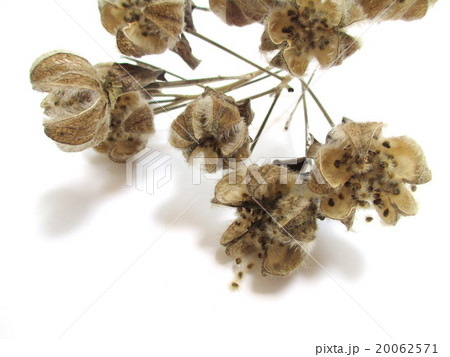 花後　フヨウの種 20062571