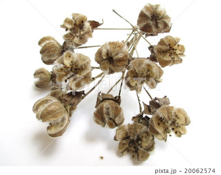 花後 フヨウの種 花後 フヨウの種 20062574