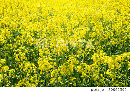 菜の花畑 菜の花畑 20062592