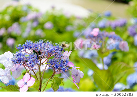 紫陽花とミツバチ 紫陽花とミツバチ 20062882