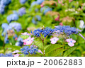 紫陽花とミツバチ 紫陽花とミツバチ 20062883