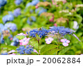 紫陽花とミツバチ 紫陽花とミツバチ 20062884