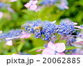 紫陽花とミツバチ 紫陽花とミツバチ 20062885