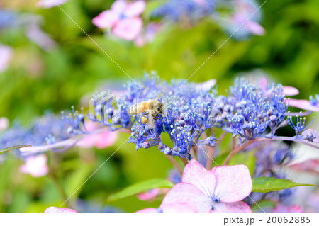 紫陽花とミツバチ 紫陽花とミツバチ 20062885