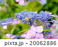 紫陽花とミツバチ 紫陽花とミツバチ 20062886