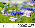 紫陽花とミツバチ 紫陽花とミツバチ 20062887
