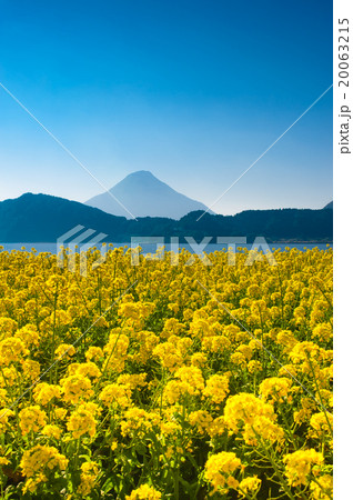 九州最大の池田湖 12月下旬から2月上旬まで楽しめる菜の花と薩摩富士こと開聞岳 20063215