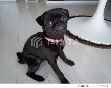 黒い子犬 黒い子犬 20063601