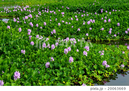 ホテイアオイ 20063669