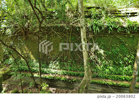 カンボジア シェムリアップ ベンメリア遺跡 カンボジア シェムリアップ ベンメリア遺跡 20063802