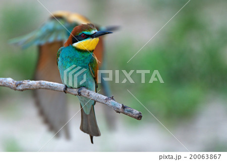 European bee-eater 20063867